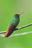 Rufous-tailed Hummingbird